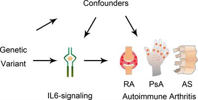 Genetic Associations Between IL-6 and the Development of Autoimmune Arthritis Are Gender-Specific